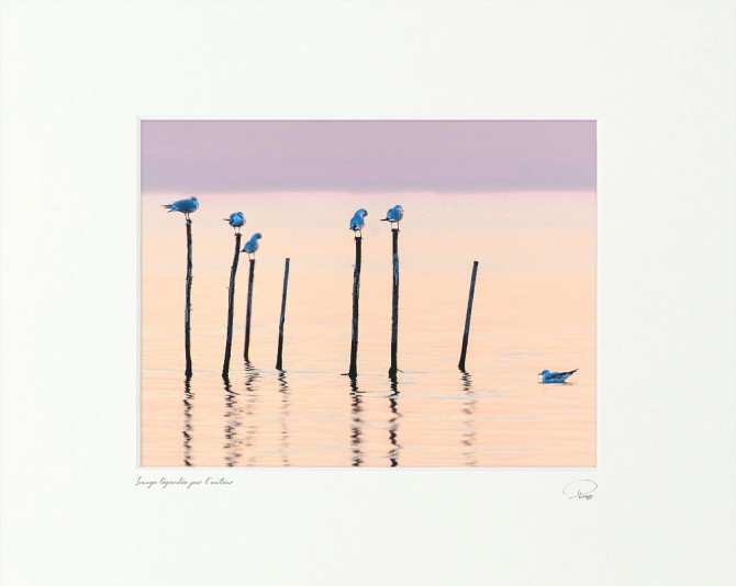 Photo The birds of the lagoon, Venice par Philip Plisson