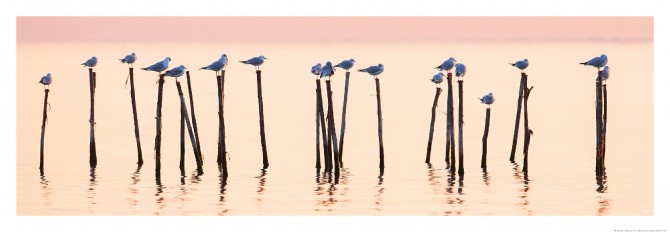 Photo Mouettes sur la lagune de Venise par Philip Plisson