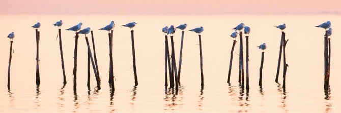 Photo Seagulls on the Venice Lagoon par Philip Plisson