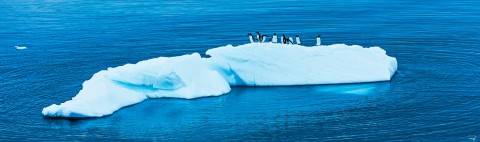 Photo Manchots et iceberg, Antarctique par Philip Plisson