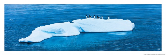 Photo Penguins on their iceberg in Antarctica par Philip Plisson