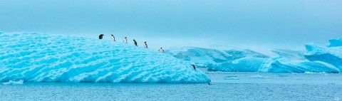 Photo Penguins and ice floe par Philip Plisson