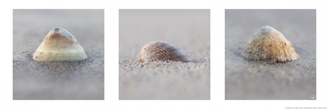 Photo Coquillages sur la plage par Philip Plisson
