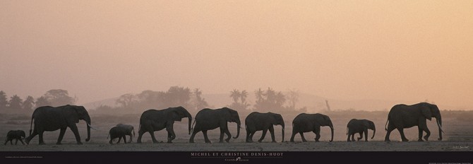 Photo Troupeau d'éléphants, Kenya, Afrique par Michel & Christine Denis-Huot