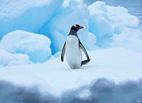 Photo Royal penguin, Antarctica par Philip Plisson