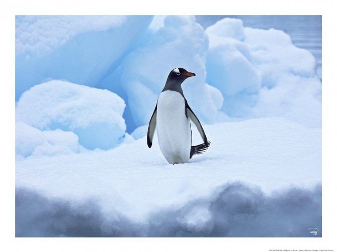 Photo Manchot royal, Antarctique par Philip Plisson