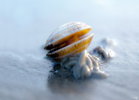 Photo Petit coquillage à marée basse par Philip Plisson