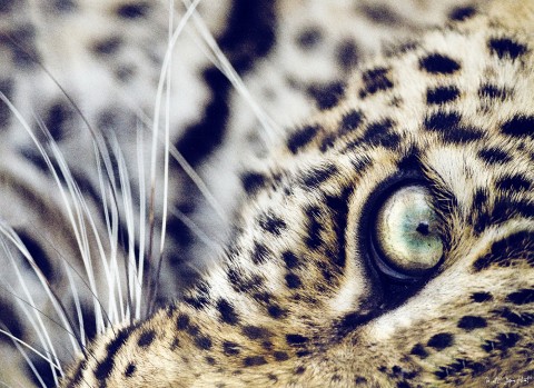 Photo The eye of the leopard, Kenya, Africa par Michel & Christine Denis-Huot