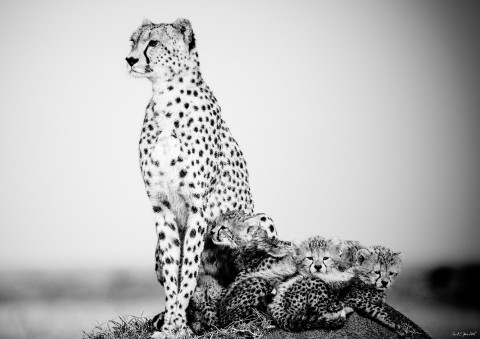 Photo Cheetah and its babies, Kenya, Africa par Michel & Christine Denis-Huot