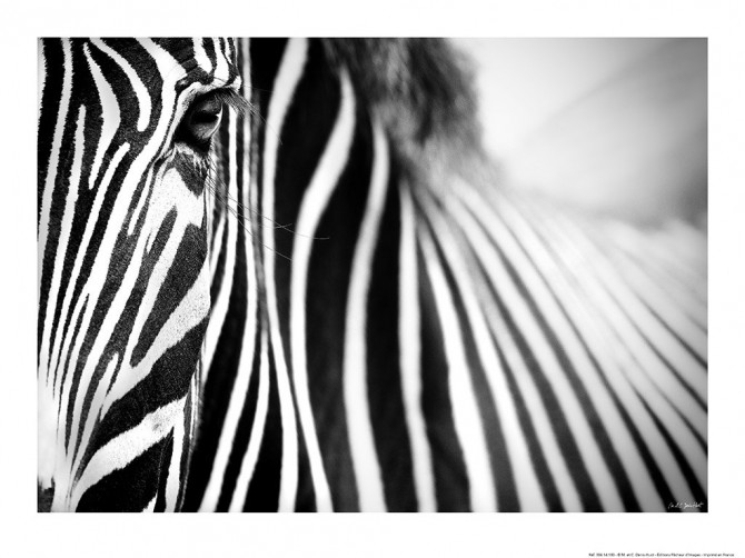 Photo Drôle de zèbre, Kenya, Afrique par Michel & Christine Denis-Huot