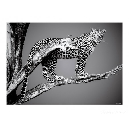 Léopard sur sa branche, Kenya, Afrique