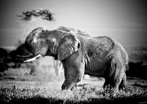 Photo Elephant, Kenya, Africa par Michel & Christine Denis-Huot