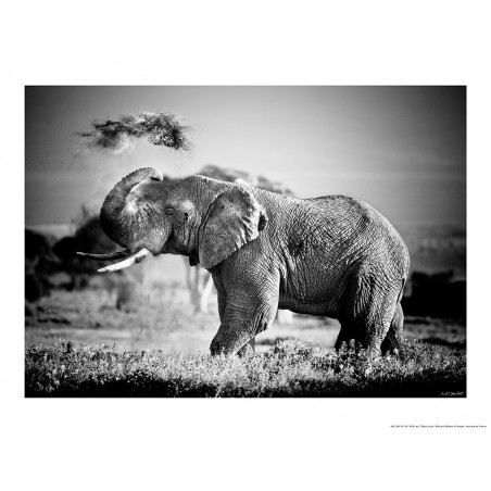 Eléphant, Kenya, Afrique