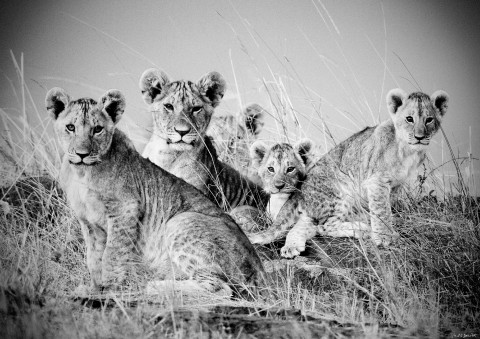 Photo Lions et lionceaux, Kenya, Afrique par Michel & Christine Denis-Huot