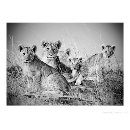Lions et lionceaux, Kenya, Afrique