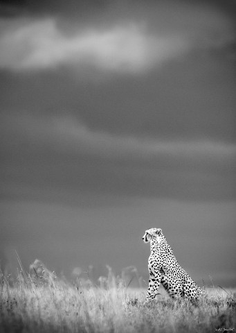 Photo Leopard hunting, Kenya, Africa par Michel & Christine Denis-Huot