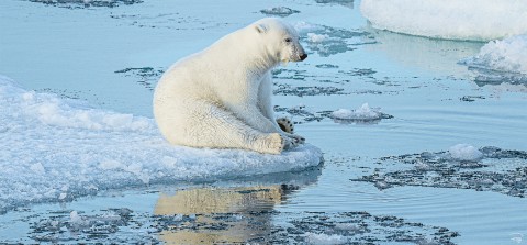 Photo The polar bear's break par Philip Plisson