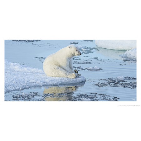 La pause de l'ours polaire