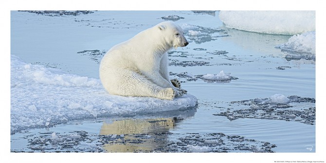 Photo La pause de l'ours polaire par Philip Plisson
