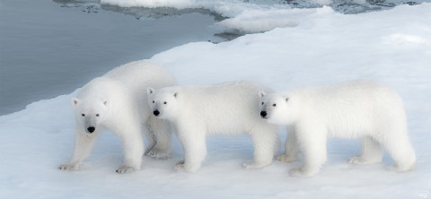 Photo Famille d'ours blancs par Philip Plisson