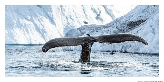 Photo Queue de baleine par Philip Plisson