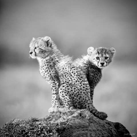 Photo Young cheetahs, Kenya, Africa par Michel & Christine Denis-Huot