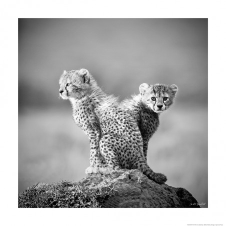 Jeunes guépards, Kenya, Afrique