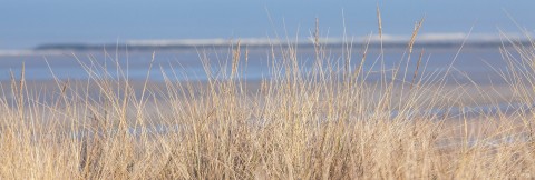 Photo Dune and beach grass, Brittany par Philip Plisson