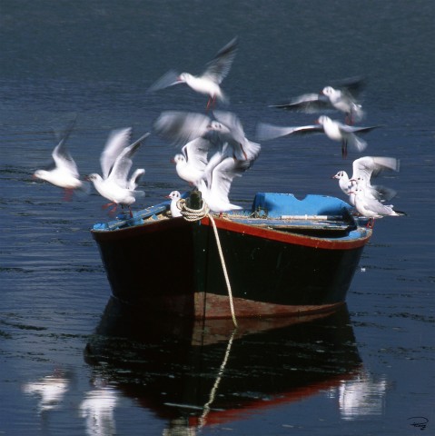 Photo Boat and seagull flight par Philip Plisson