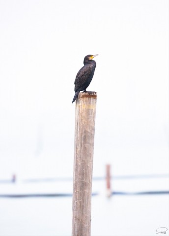 Photo Cormorant on his perch par Philip Plisson