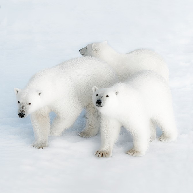 Photo Trio Ours blancs par Philip Plisson