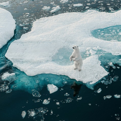 Photo Ours blanc, Arctique par Philip Plisson