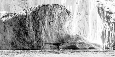 Photo Whale in Disko Bay, Greenland par Philip Plisson