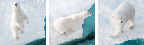 Photo Trio white bear par Philip Plisson