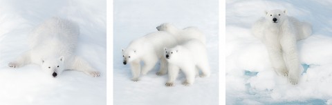 Photo Trio polar bears par Philip Plisson