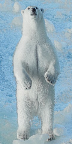 Photo Meeting the polar bear par Philip Plisson