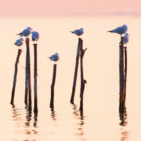 Photo Seagulls on the Venice Lagoon par Philip Plisson