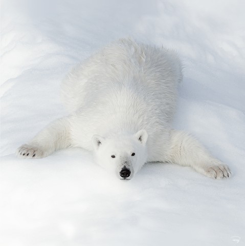 Photo L'ours polaire au repos par Philip Plisson
