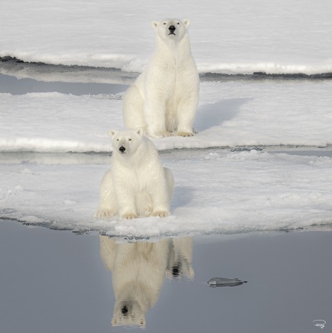 Photo Duo d'ours polaires par Philip Plisson