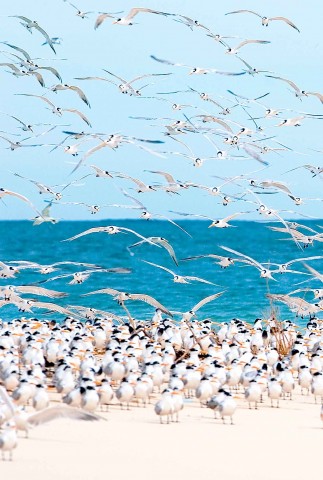Photo Madagascar seabirds par Philip Plisson