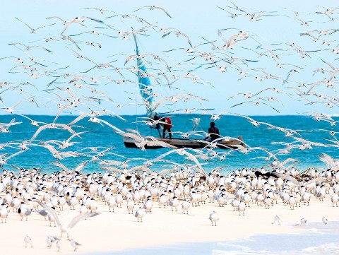 Photo Les oiseaux de Madagascar par Philip Plisson