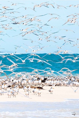 Photo Les oiseaux de Madagascar par Philip Plisson