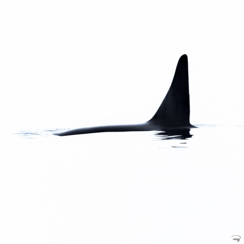 Photo Encounter in the open sea with a male orca par Philip Plisson