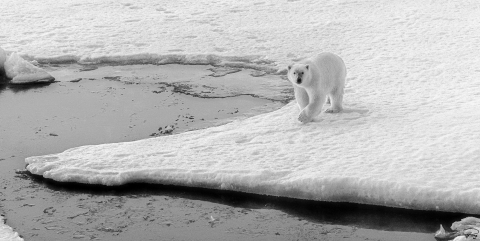 Photo Curious polar bear par Philip Plisson