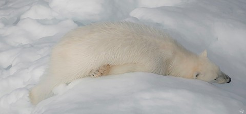 Photo A polar bear taking a break on the ice floe par Philip Plisson