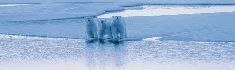Photo 3 ours sur la banquise par Philip Plisson
