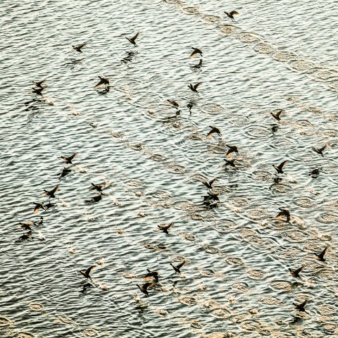 Photo Envol d'oiseaux de mer par Philip Plisson