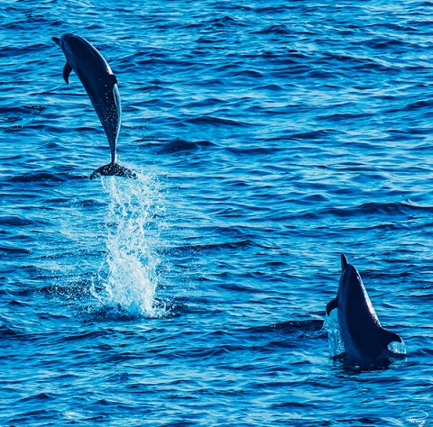 Photo Dolphins, Atlantic Ocean par Philip Plisson