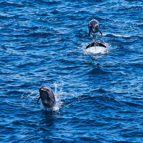 Photo Jeux avec les dauphins par Philip Plisson