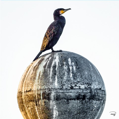 Photo Trio Oiseaux des mers par Philip Plisson